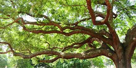 Image result for tree